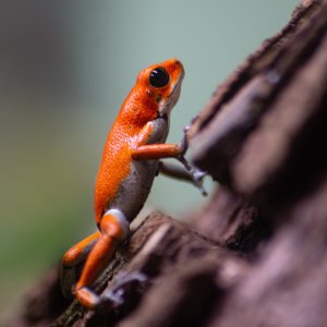 Erdbeerfrosch
